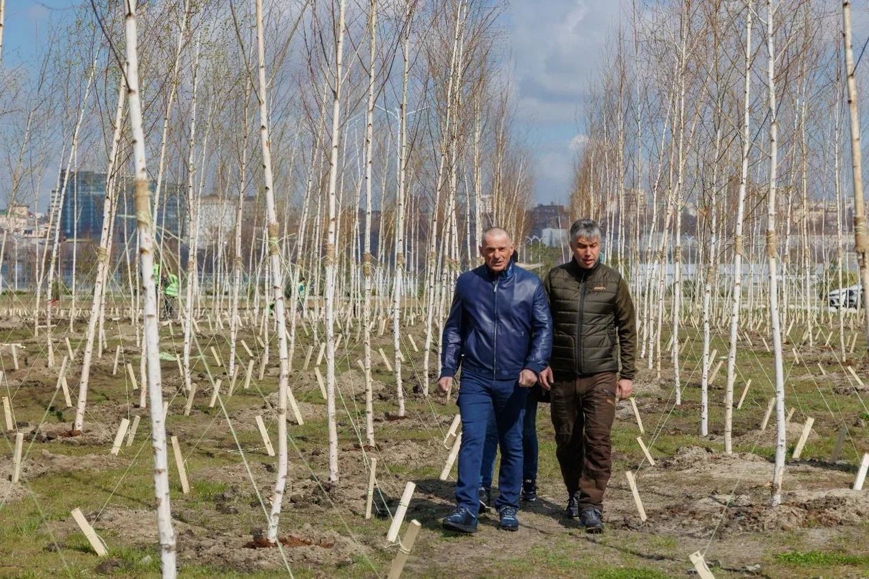 ГК ЮСИ высадит более16 тыс. деревьев в Ростове в рамках компенсационного озеленения - фото 1