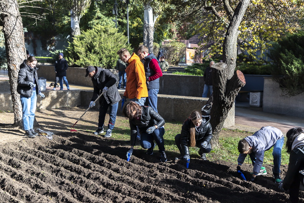 В Ростове на выходных высадили порядка 28 тыс. тюльпанов - фото 1