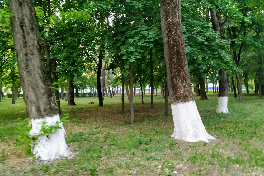 В ростовском парке им. Островского разрешили сократить долю озеленения территории до 12%