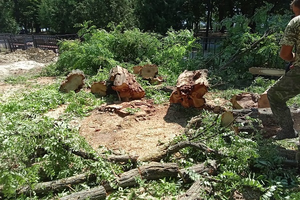 В Таганроге в сквере Петра I в. рамках благоустройства спилят 26 деревьев